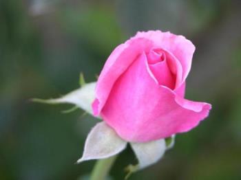 Pretty Pink Rose - Rose bud