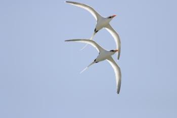 tropic_bird_pair - what a lovely pair of tropic bird.