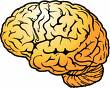 brain - brain