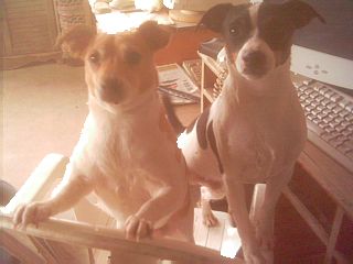 Millie Marie and Blacktail - rat terriers, dogs