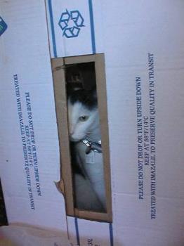 mad cat - my cat hiding in a packing box when we were moving house.