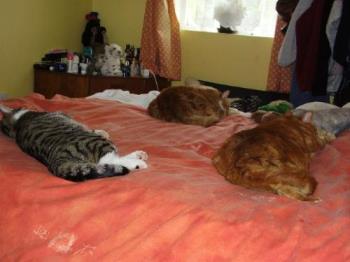 some of my cats - some of my sleeping beauties!
