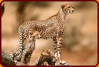 The Cheetah - beautiful!