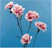 Carnations - A bunch of carnations, which are my favourtite flower and give off a lovely scent!