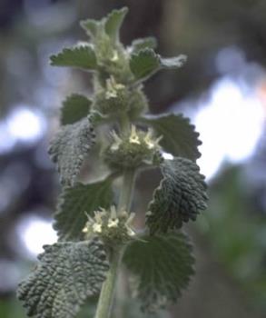 The Herb Horehound - Good for clearing the lungs
