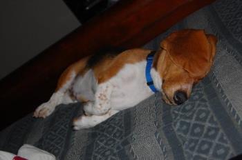 Bailey - This is a basset hound pup Bailey...sleeping