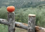 Tomatoe - Tomote post, not paste