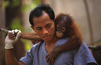 orangutan - orangutan under threat
