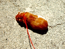 Guinea pig on a leash - As seen here, leashes actually made for guinea pigs are too small. Guinea pig on a leash - As seen here, leashes actually made for guinea pigs are too small.