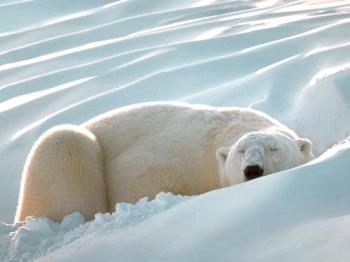 Polar bear sleeping - awwwwwww...im sleepy just by looking at this