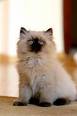 himalayan cat - himalayan cat image himalayan cat - himalayan cat image