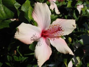 White hibiscus - One of the more beauty flowers
