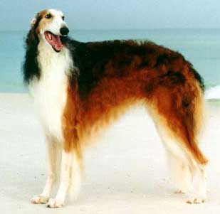 Borzoi  - Russian Wolfhound