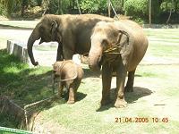 Elephants - Phtographed at Mysore Zoo, India