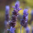 Lavender - Lavender and magnets are what help me sleep nowadays. The scent of Lavender is very soothing and calming.