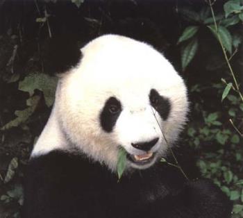 Panda Bear - Cute and cuddly panda bear