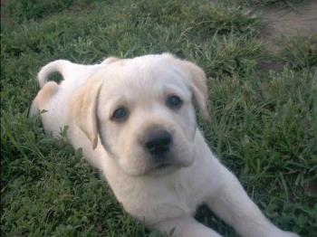 puppy - cutest thing on earth puppy - cutest thing on earth