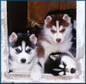 Huskies - 3 beautiful huskies :) i wished they were mine but i cant have big dogs :(