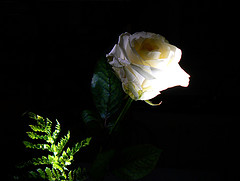 Rose - The very beautiful white rose under a light at night!