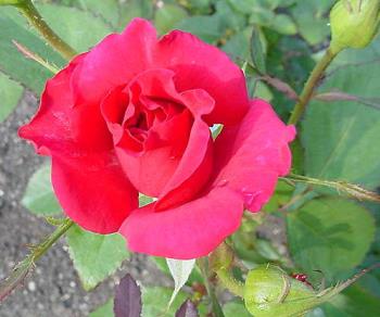 English Red Rose - The beauty of english red rose which can be widely found in Malaysia as well.