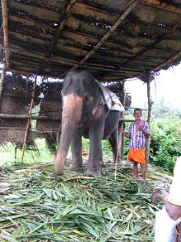 an elephant in kerala - an elephant in kerala.there are elephant festivals in temples in kerala