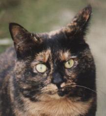 Tortie - Beautiful Cat