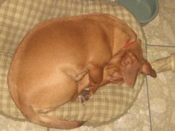 Our puppy :) - We have a miniature dachshund named Tako.
He is very playful and cute.