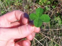 clover - 4 leaf clover clover - 4 leaf clover