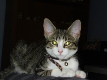lily - lily - my baby kitten