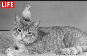 cat and bird in harmony - cat, canary