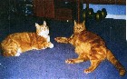 Sasha and his brother - Mycats know when I am sad