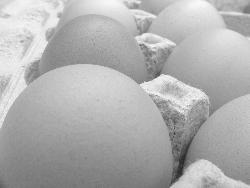 Eggs - Eggs