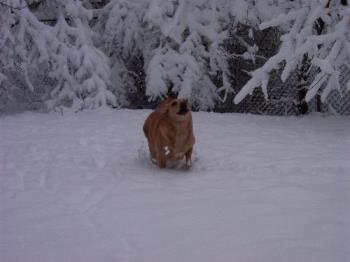 Robbie playing in snow. March 2005. - This is our goof ball dog. He has a ton of personality and is always making us smile. He was born with a heart problem, he was adopted at 4 months old and we were told he would not live to be more then a year old.