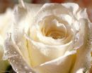 white, prim rose - white rose