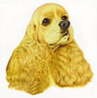 Cocker Spaniel - After i did the test I find that I&#039;m a Cocker Spaniel dog.Do you want try and see for yourselfe? http://quiz.ivillage.com/home/tests/dogs.htm