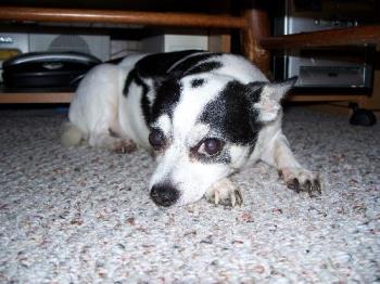 Oscar :) - the most precious little doggie in the world :)