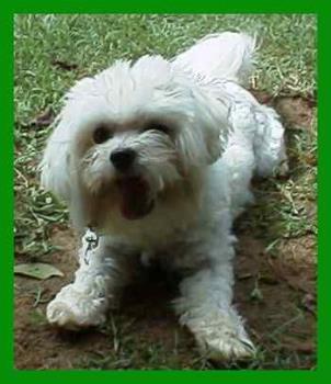 maltese - dog