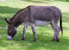 donkey - this is a donkey. he is eating grass.