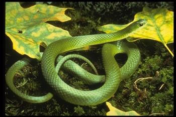 Opheodrys vernalis - A green snake that we meet in North America. Opheodrys vernalis - A green snake that we meet in North America.