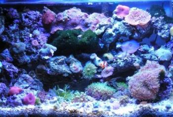 Beautiful Reef Tank - reef tank