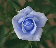Flowers - A blue rose