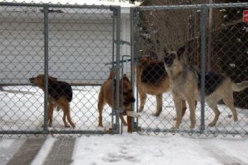 our 4 dogs - This is our 4 dogs... all trying to get out of the gate!!