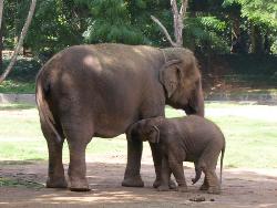 Elephant with baby - Photographed at Mysore Zoo