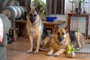 German Shepherds - These are our two german shepherds