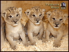 baby lions - I found these cute lions roaming around so I thought I would share.