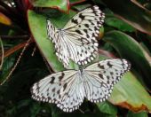 butterfly - two butterflies