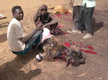 Slaughtering - Slaughtering the sheep. Simsim camp. And the sheep is getting slaughter. Check out the picture and comment upon it!