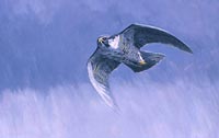 Peregrine Falcon.. - A top predatory bird which captures it&#039;s prey almost exclusively in mid-air. They have very keen vision that are eight times more powerful than what we have, also a very fast flyer and diver.