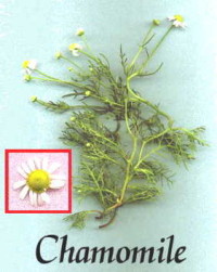 Chamomile - Great for stress and stomache upset