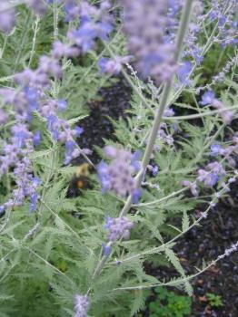 smell good - lavander